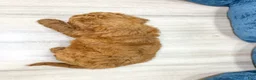 Mini Goldendoodle dogs for sale: Sage - Ad 4