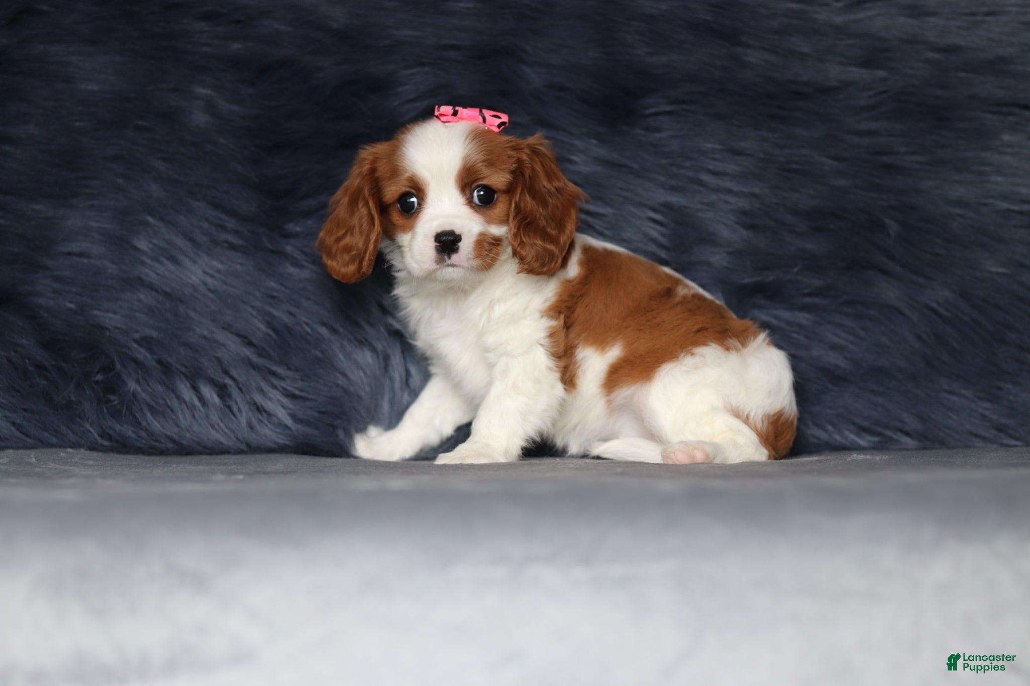 Cavalier King Charles Spaniel dogs Daisy  - Ad 2