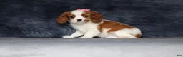 Cavalier King Charles Spaniel dogs for sale: Daisy  - Ad 2
