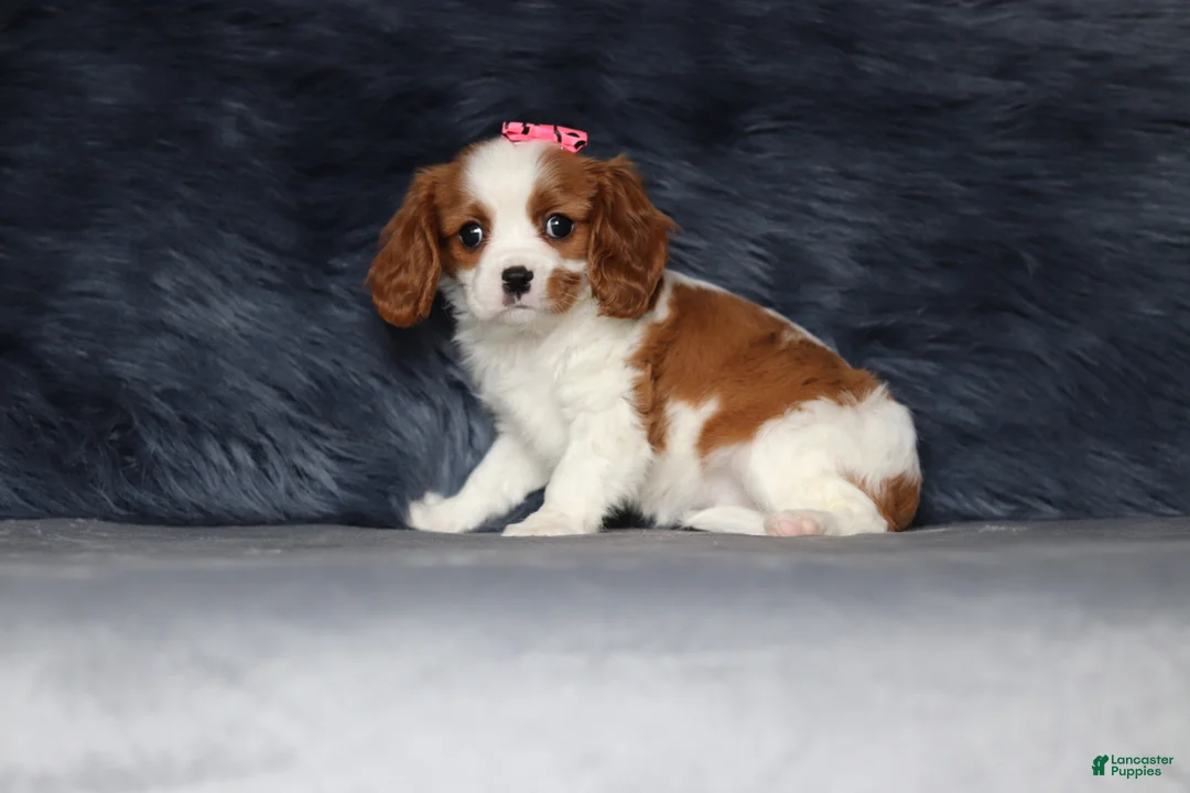 Cavalier King Charles Spaniel dogs for sale: Daisy  - Ad 2