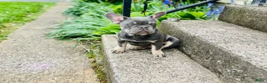 4 French Bulldog Puppies 