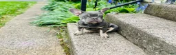 French Bulldog dogs for sale: 4 French Bulldog Puppies  - Ad 1