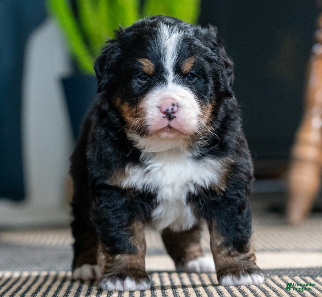 Bernese Mountain Dog dogs for sale: Leo - Ad 3