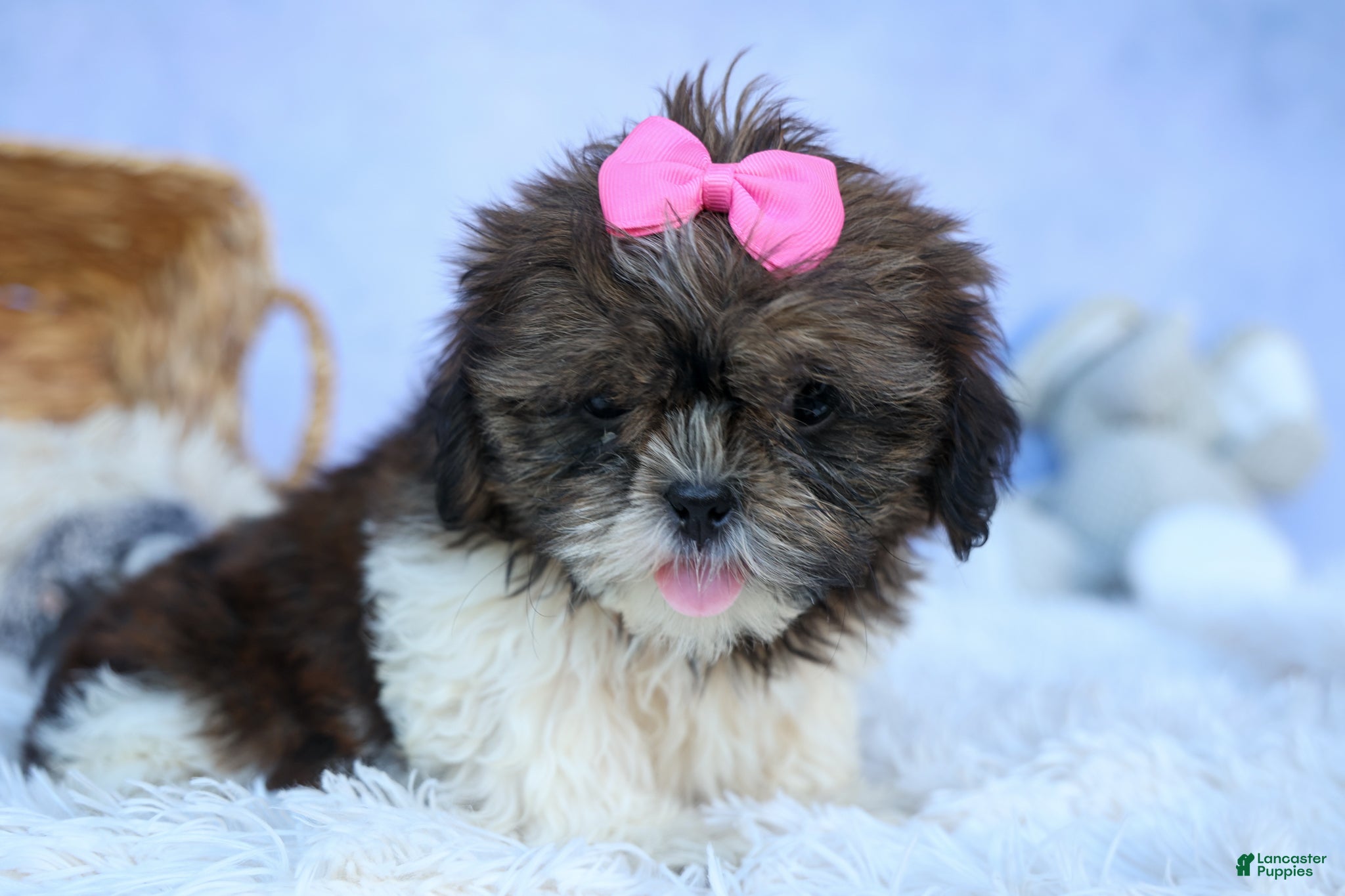 Shih Tzu dogs RUBY - Ad 2