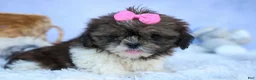 Shih Tzu dogs for sale: RUBY - Ad 2