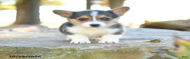 Harper