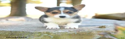 Welsh Corgi Pembroke dogs for sale: Harper - Ad 1