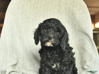 Cavapoo dogs Benson - Ad 15