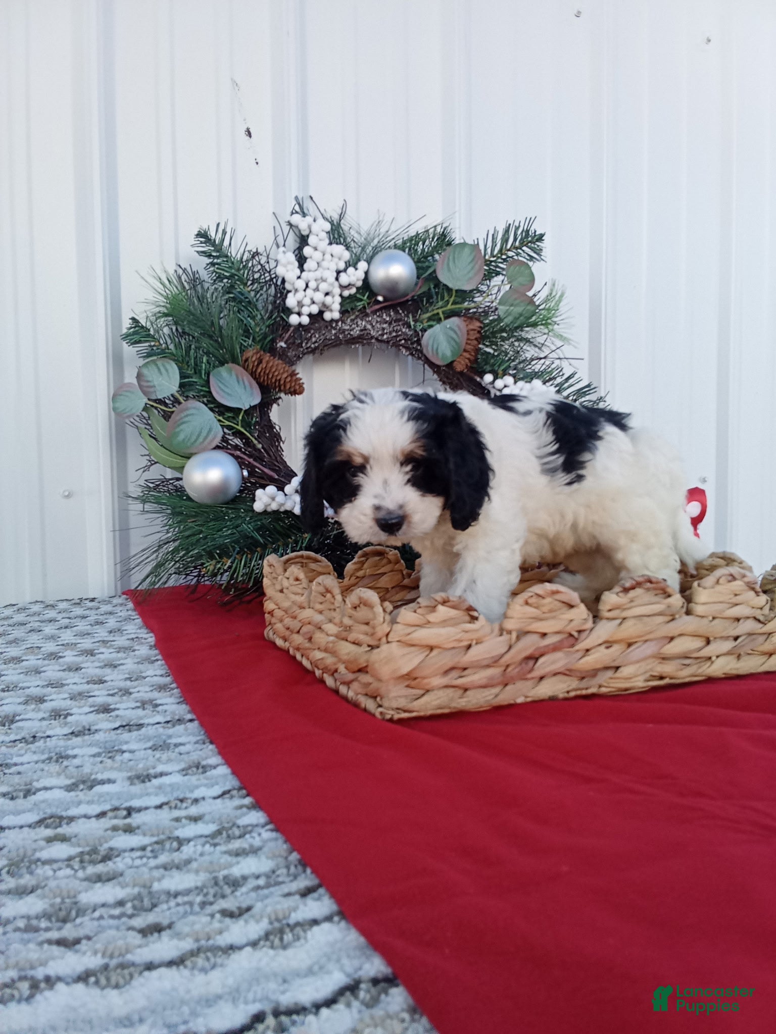 Cavapoo dogs for sale: Cavapoo 2 - Ad 1