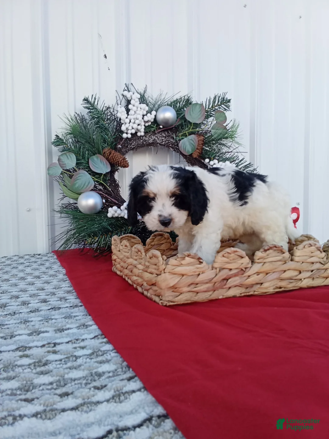 Cavapoo dogs for sale: Cavapoo 2 - Ad 1