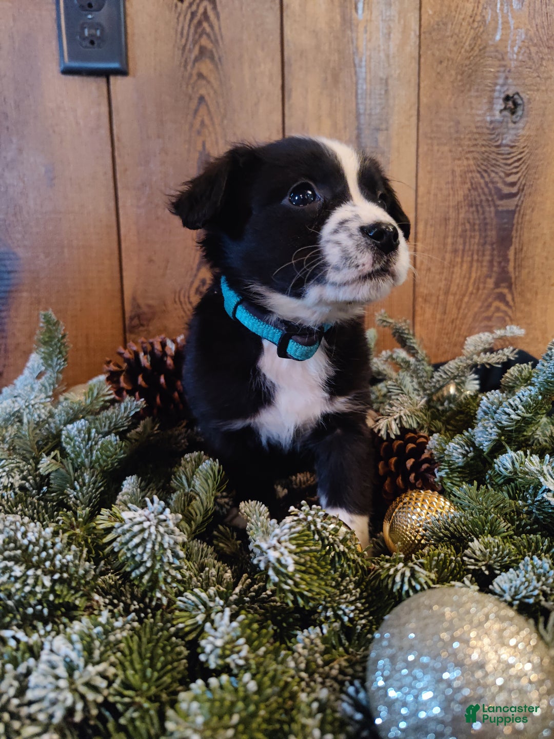 Mixed Breed dogs for sale: Truman - Ad 6