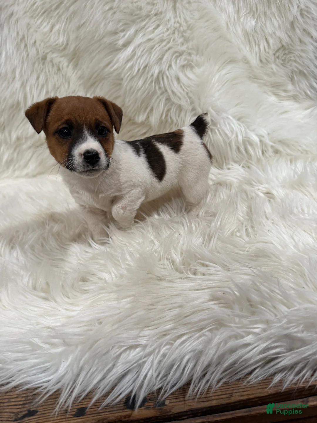 Jack Russell Terrier dogs for sale: Mia Puppy 3 - Ad 1