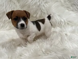 Jack Russell Terrier dogs Mia Puppy 3 - Ad 23