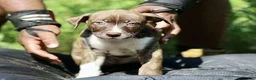 Mixed Breed dogs for sale: Mixed Breed 11 - Ad 1