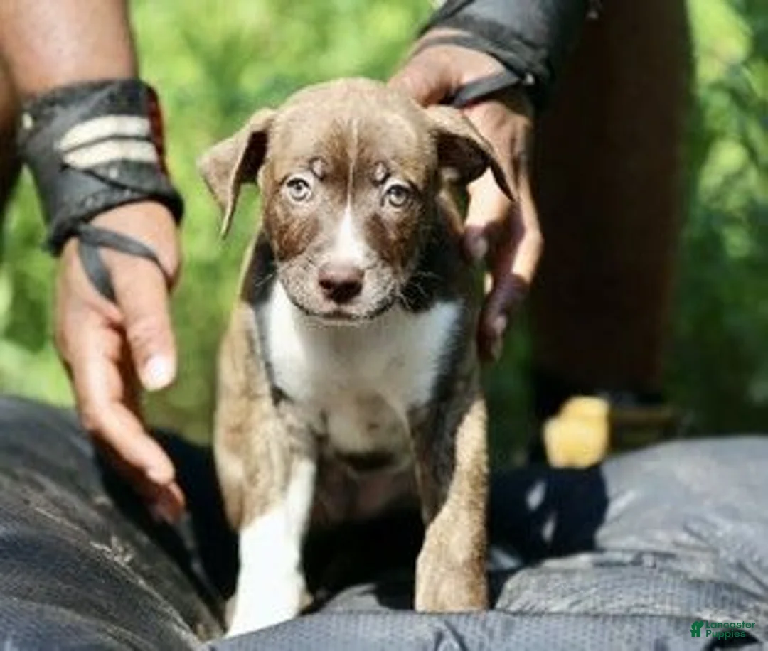 Mixed Breed dogs for sale: Mixed Breed 11 - Ad 1