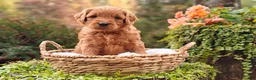 Goldendoodle dogs for sale: Chai - Ad 14