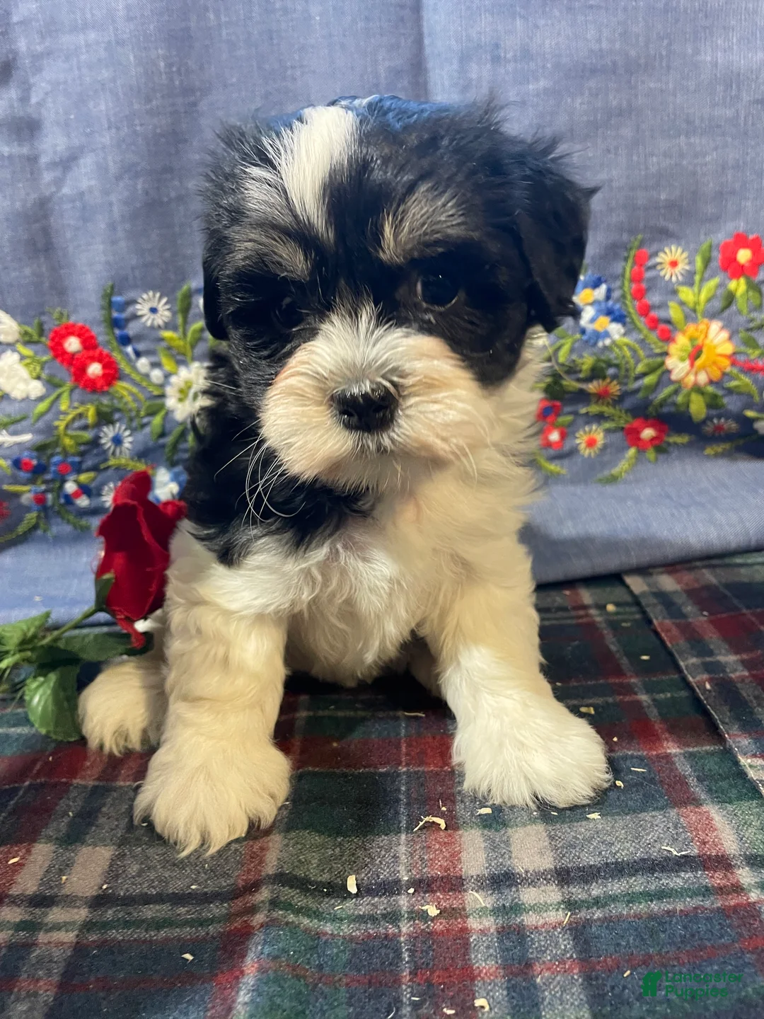 Havanese dogs for sale: Daisy - Ad 2
