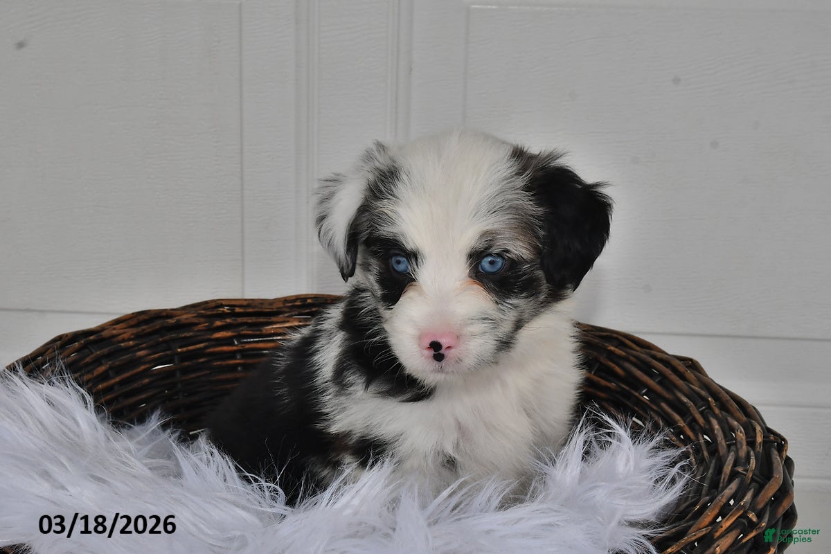 Aussiedoodle dogs Lily - Ad 2