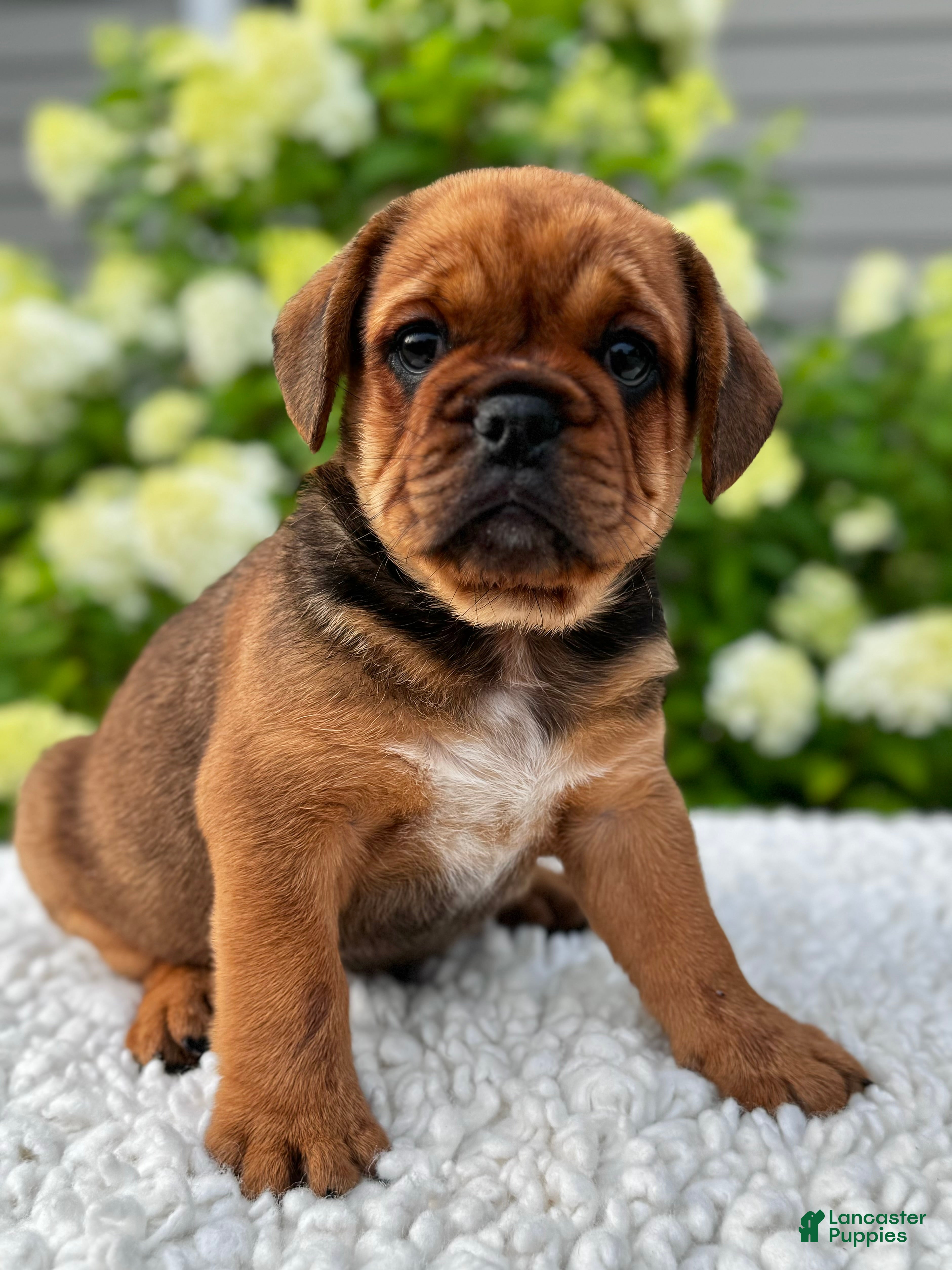 Mixed Breed dogs Hunter  - Ad 1