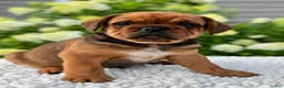 Mixed Breed dogs for sale: Hunter  - Ad 1