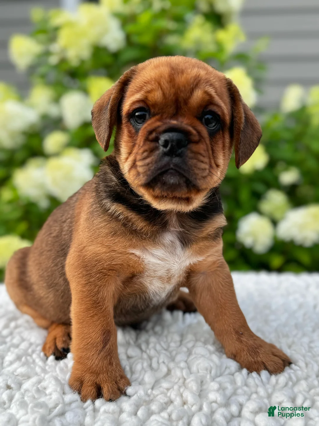 Mixed Breed dogs for sale: Hunter  - Ad 1