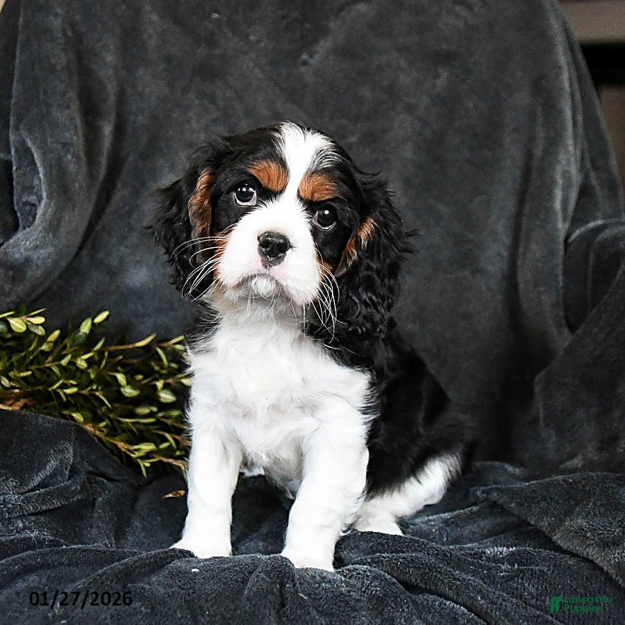Cavalier King Charles Spaniel dogs Harley - Ad 2