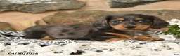 Miniature Dachshund dogs for sale: Karl - Ad 1