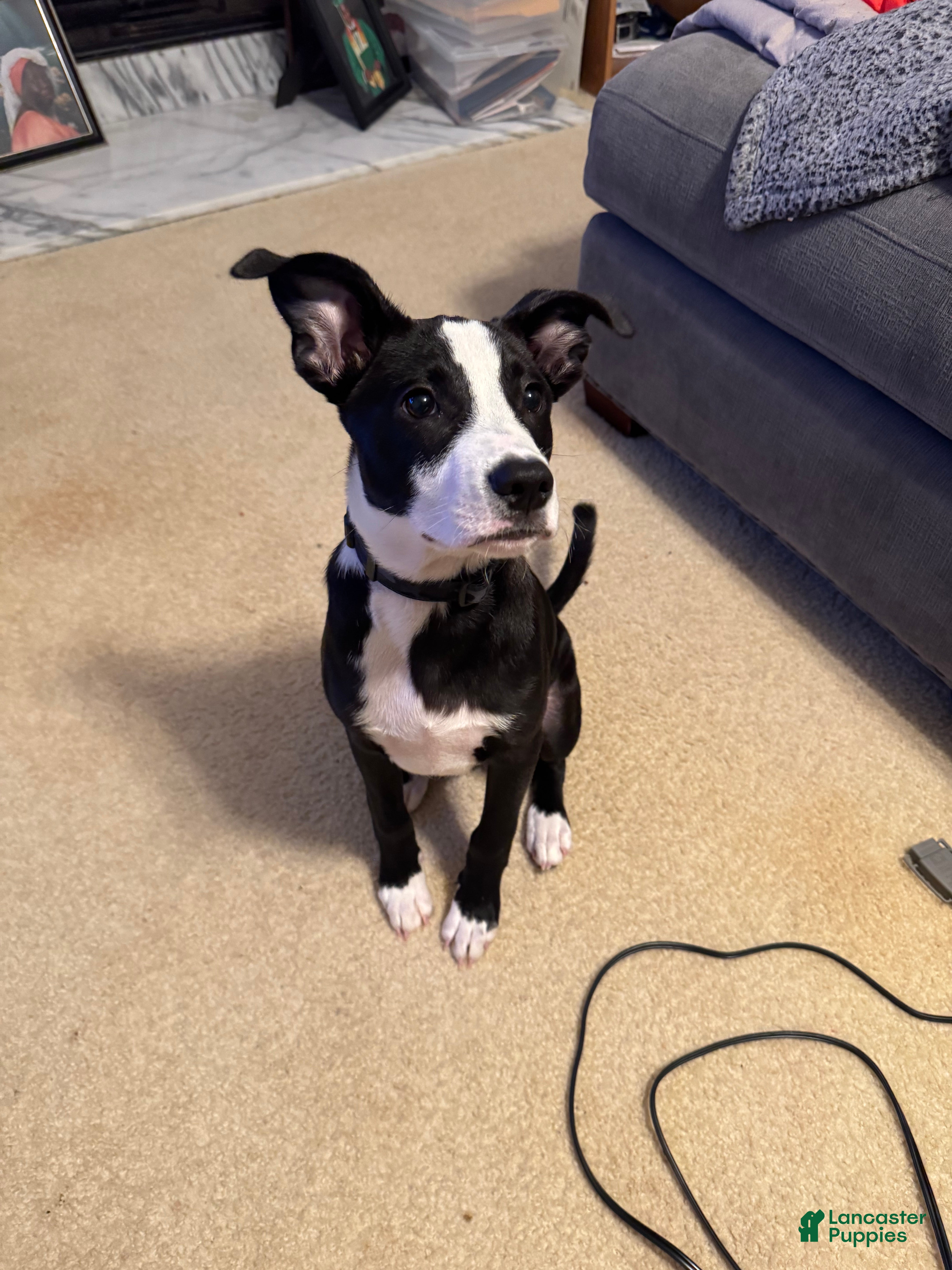 American Pit Bull Terrier dogs Mookie - Ad 2