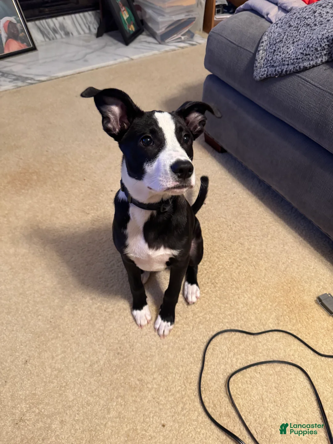 American Pit Bull Terrier dogs for sale: Mookie - Ad 2