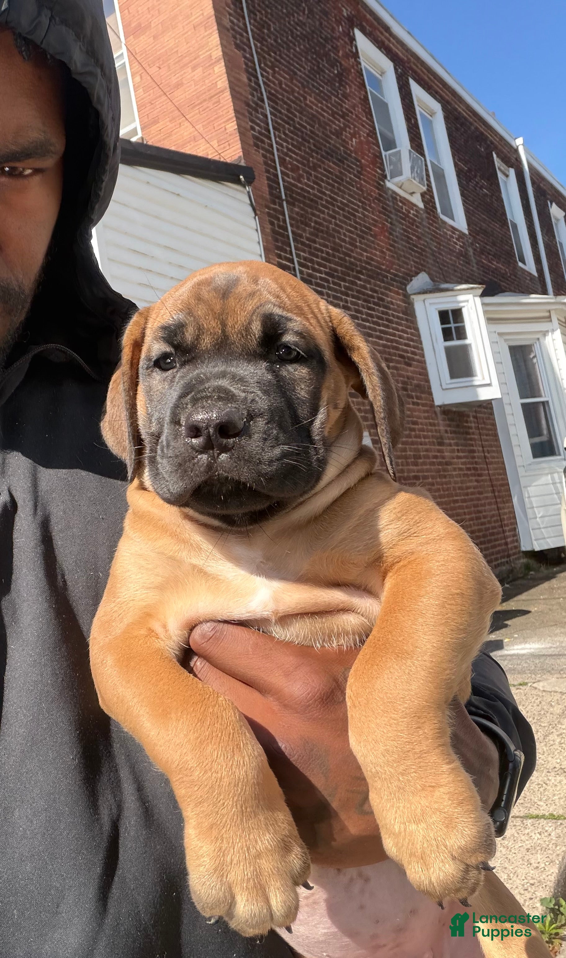 South African Boerboels dogs LGK NALA  - Ad 2