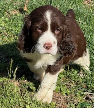 English Springer Spaniel dogs Bruno - Ad 1