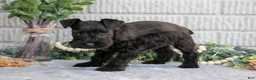 Miniature Schnauzer dogs for sale: Thunder - Ad 3