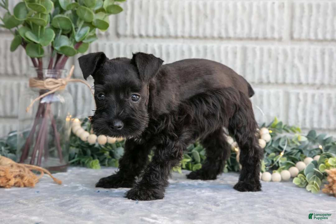 Miniature Schnauzer dogs for sale: Thunder - Ad 3