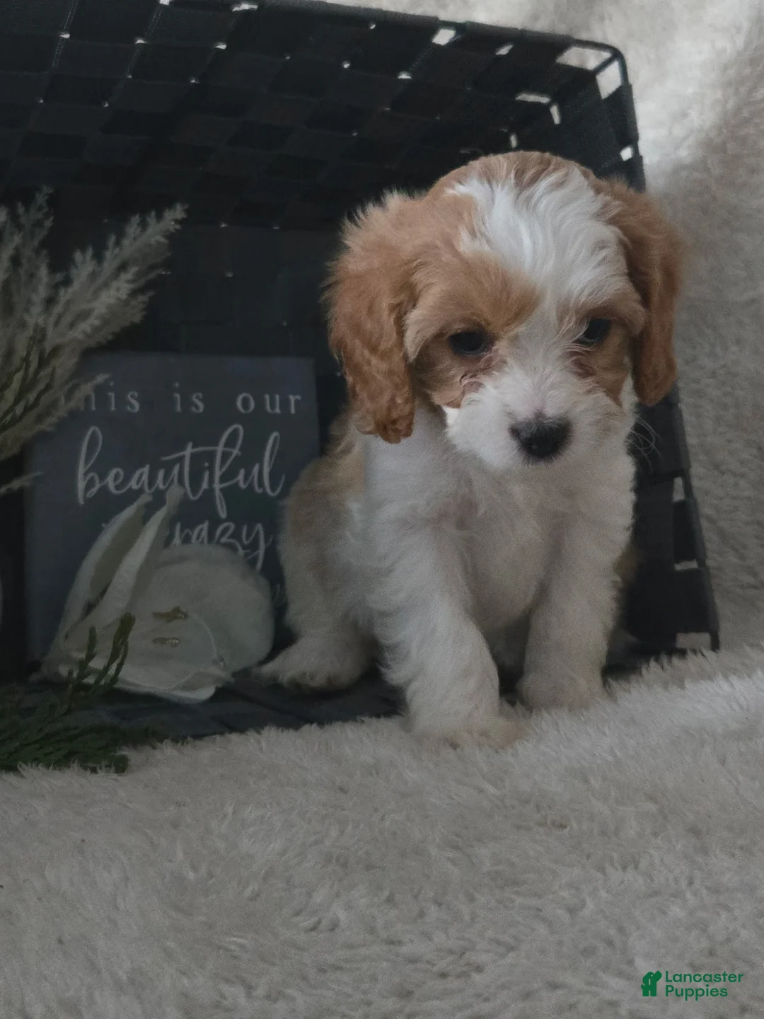 Cavapoo dogs for sale: Sugar - Ad 11