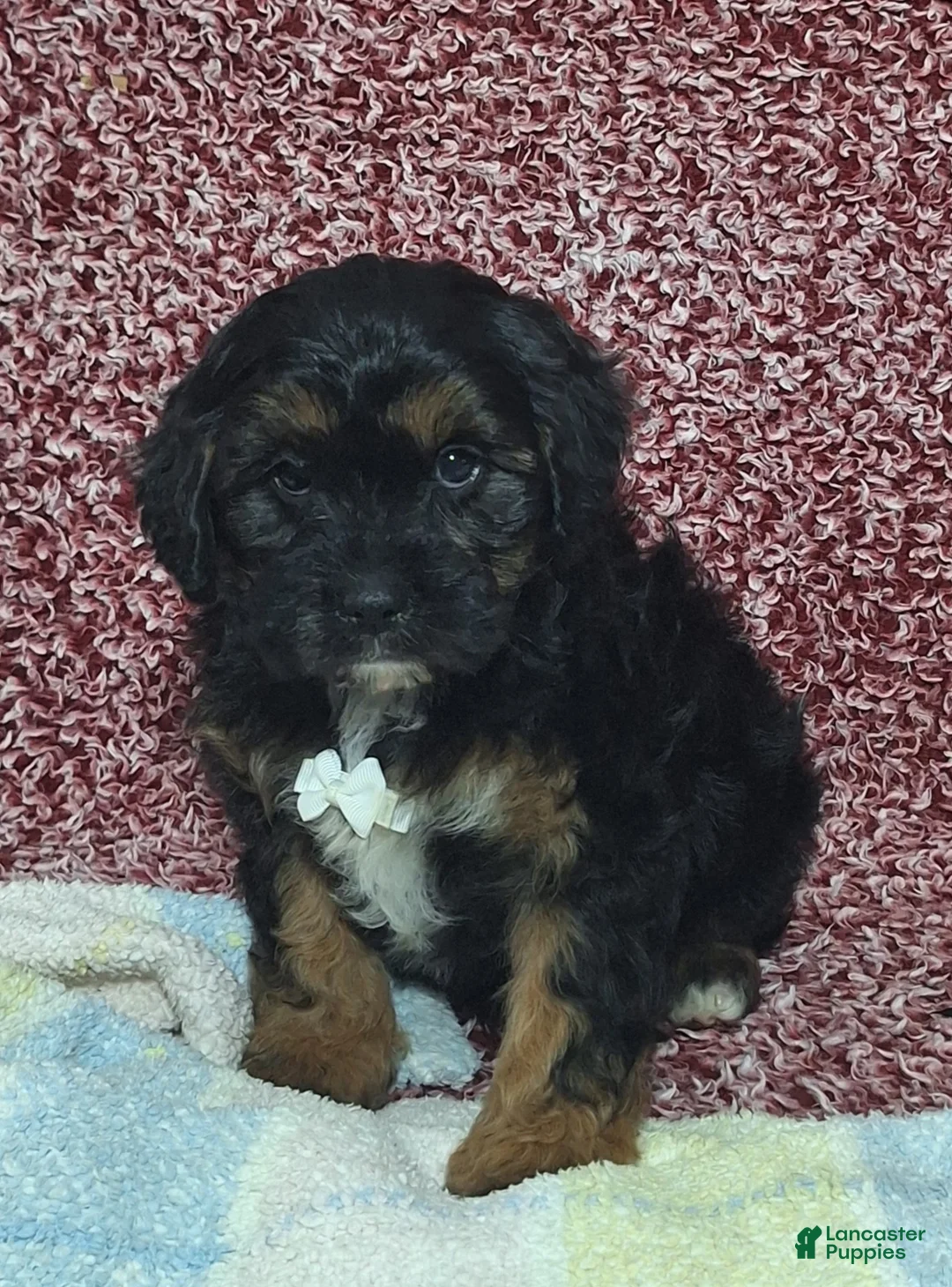 Cavapoo dogs for sale: Conner - Ad 3