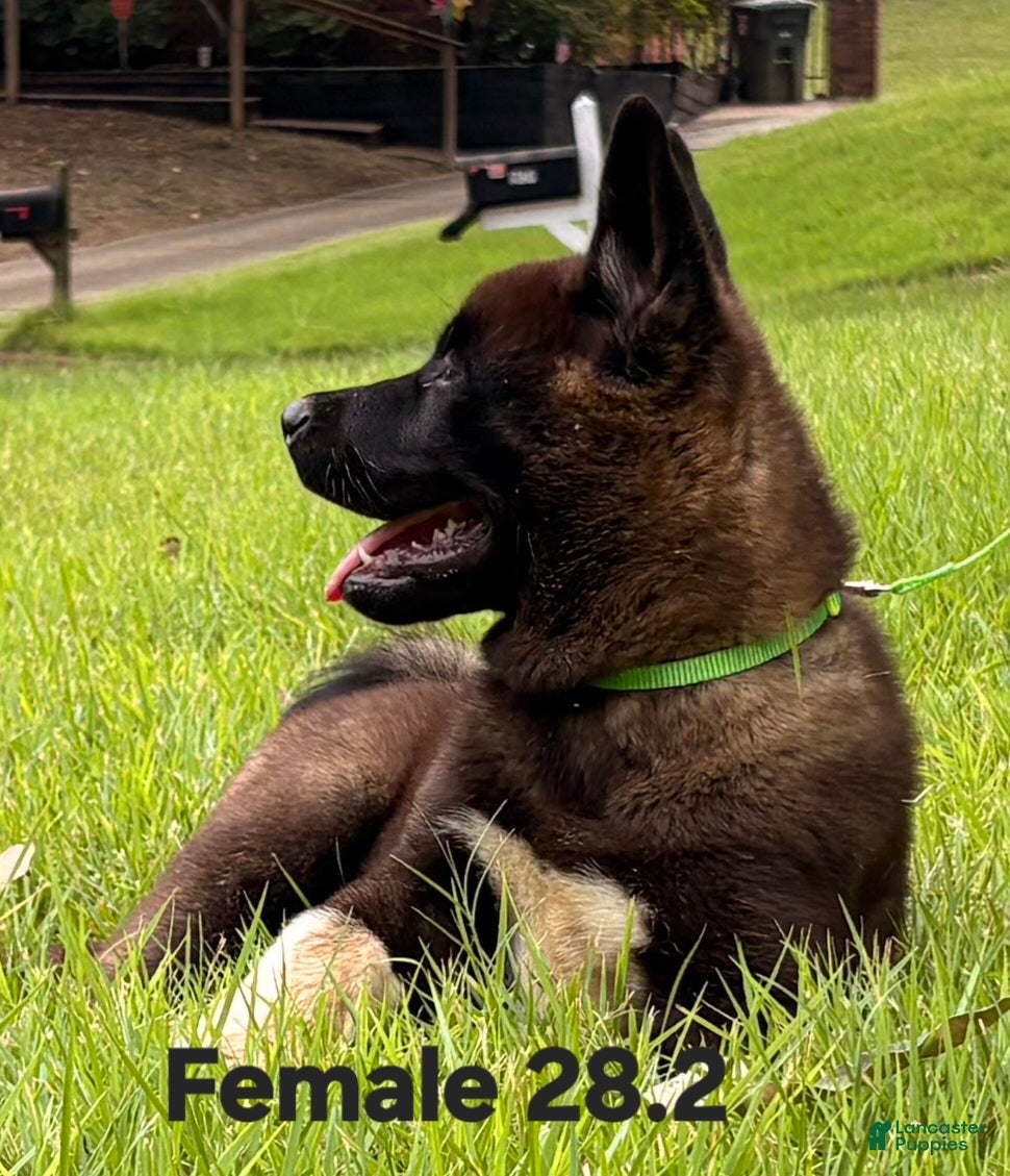 Akita dogs Akita Puppy 2 - Ad 2