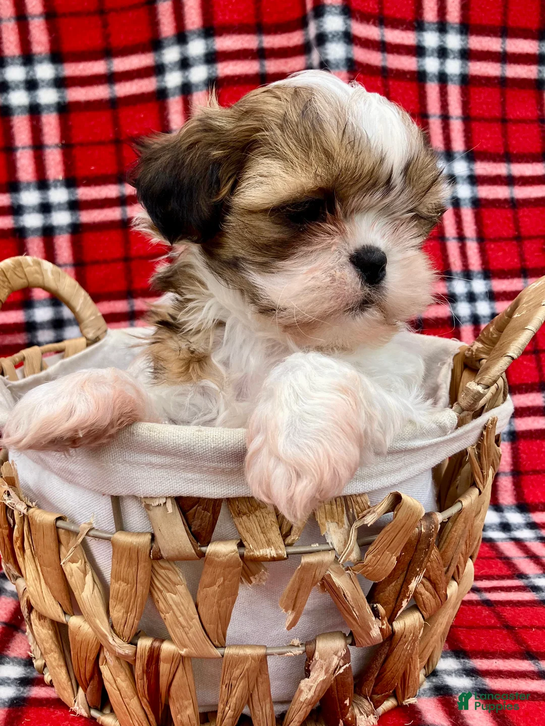Shih Tzu dogs for sale: Farley - Ad 2