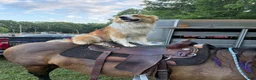 English Shepherd dogs for stud: Buck  - Ad 4