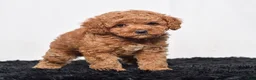 Mini Goldendoodle dogs for sale: Mr. Sammy - Ad 7
