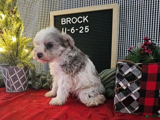 Miniature Schnauzer dogs Brock - Ad 33