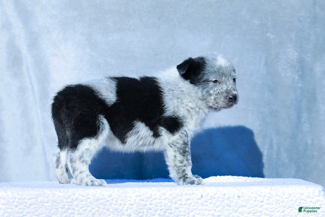 Australian Cattle Dog dogs for sale: Noah - Ad 4