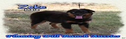 Miniature Australian Shepherd dogs for sale: Zeke - Ad 4