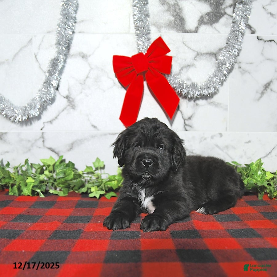 Mini Hippo dogs Bear - Ad 1