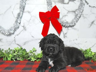 Mini Hippo dogs Bear - Ad 1