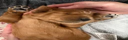 Goldendoodle dogs for sale: Peanut  - Ad 3