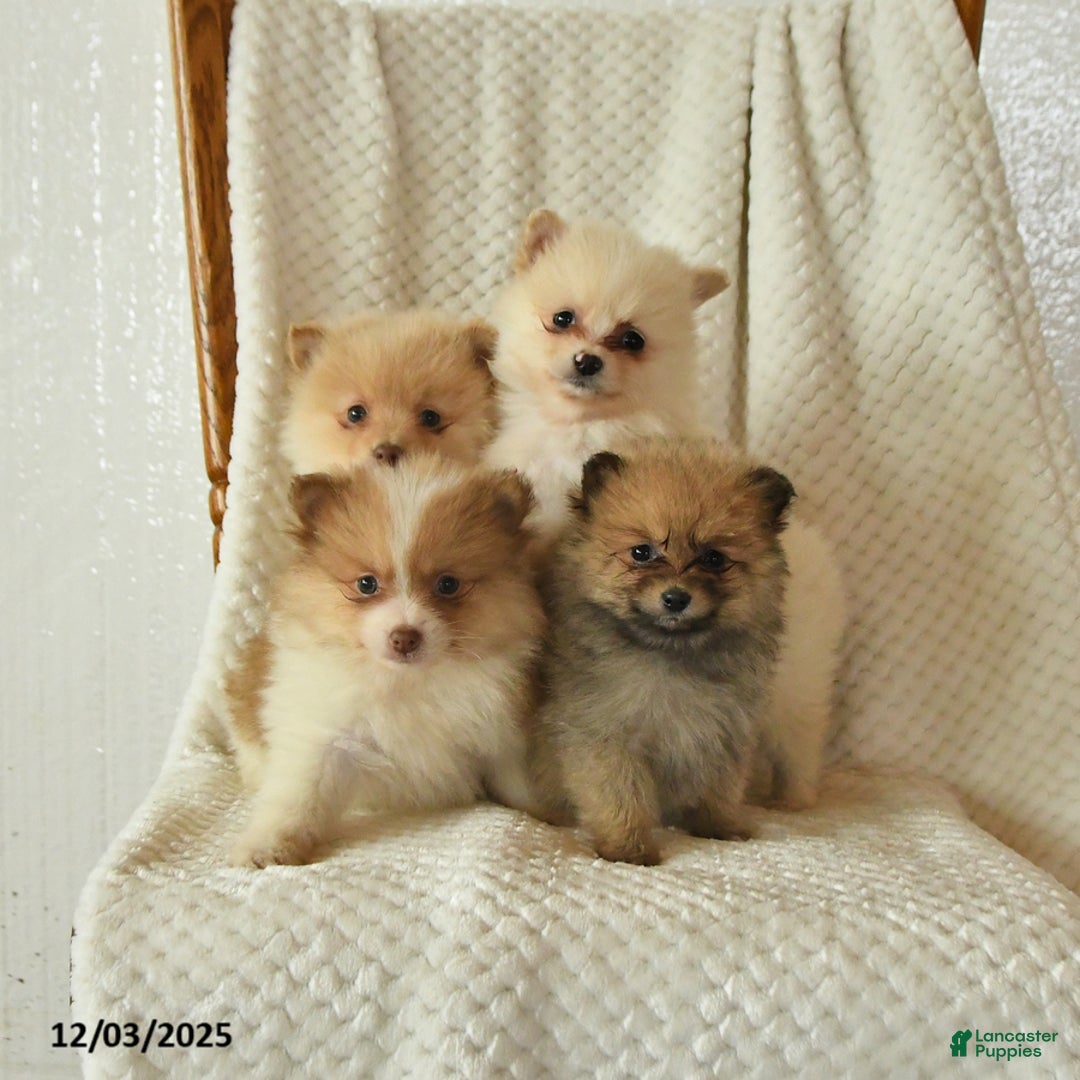 Pomeranian dogs for sale: Patty - Ad 5