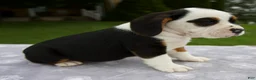 Beabull dogs for sale: Della - Ad 4