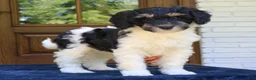 Mini Bernedoodle dogs for sale: Matcha  - Ad 3