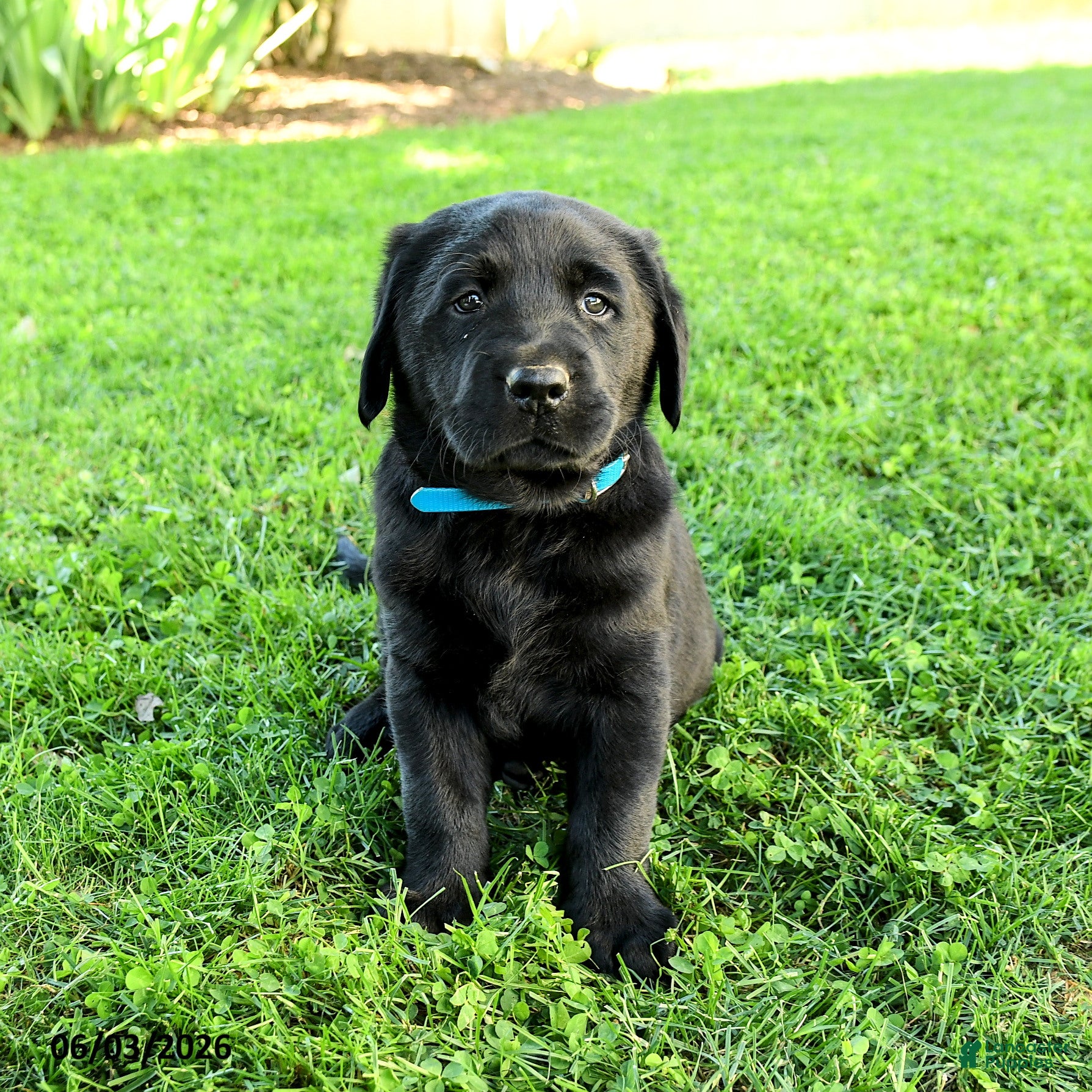 Labrador Retriever dogs for sale: Anderson - Ad 4