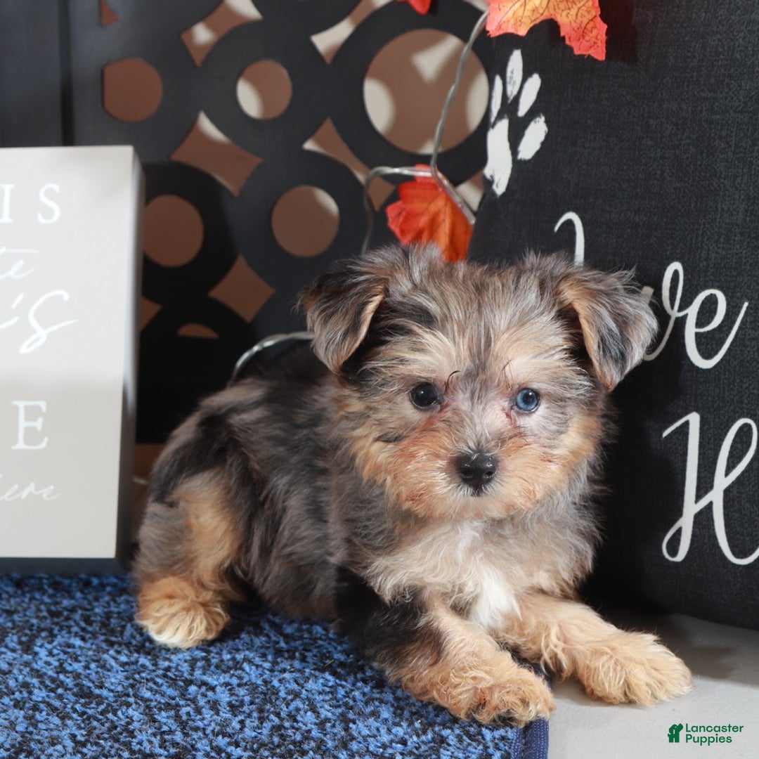 Yorkiepoo dogs for sale: BLUEBERRY - Ad 3